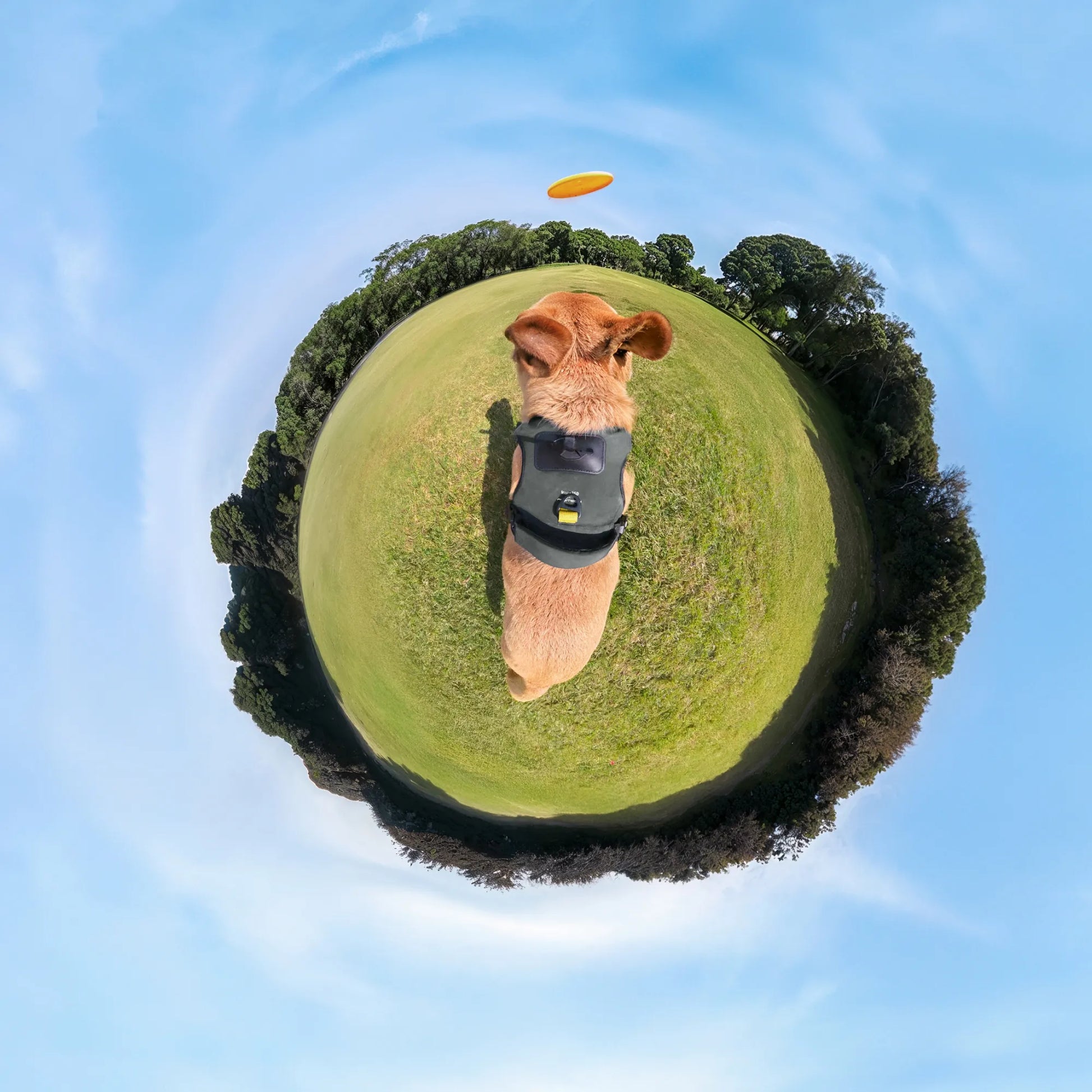 Insta360 Pet Harness Mount